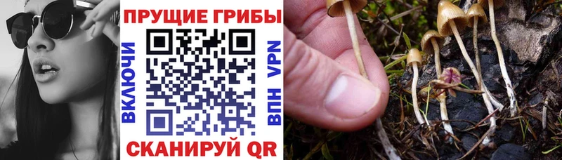 Галлюциногенные грибы мицелий  Купить  Кола 